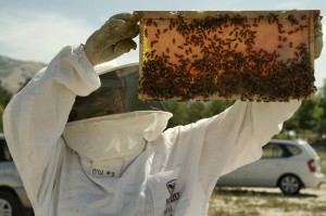 A BYU beekeeper holds a frame of red honey.
