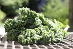Kale is one of the healthiest vegetables in the world and has become a large fad in the US. (Photo by Samantha Paskins.)