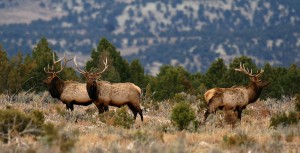 Applications for the rare sportsman's big game permits for animals like bull elk go on sale Oct. 29. Photo courtesy Department of Wildlife Resources