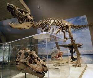 A new species of tyrannosaur revealed at the Natural History Museum in Salt Lake 