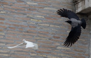 In this picture taken Sunday, Jan. 26, 2014, a dove which was freed by children with Pope Francis during his Angelus prayer, is attacked by a black crow in St. Peter's Square, at the Vatican. 