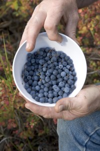 Blueberries_picture