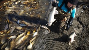 Thousands of fish being removed from Utah Lake. They are continuing to work through the winter while the lake is frozen over. (Photo courtesy of The Utah Lake Commission)