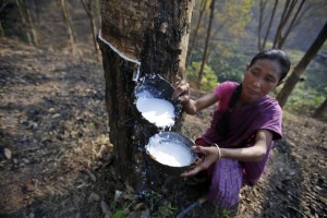 Daily wage laborer Jina Boro, 35, collects latex tapped from a rubber tree at a rubber farm in Hatikhuli village, about 35 kilometers (22 miles) east of Gauhati, India, Friday, March 7, 2014. International Women's Day will be marked on March 8. (AP Photo/Anupam Nath)