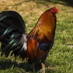 A gamefowl rooster out of his coop.