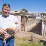 Tim Fitzgerald holding one of his gamefowl cocks in the chicken yard.