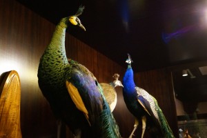 Two peacocks found in the new Fred & Sue Morris exhibit. (Photo credit Rebecca Klemetson