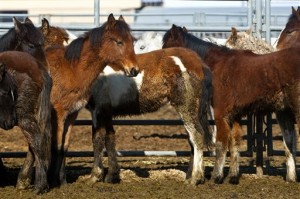 Wild Horses Utah