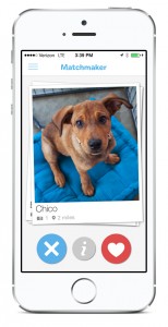 BarkBuddy is a new app that connects users with dogs in their area who are in search of a loving home. Each dog’s profile includes pictures, a short bio, an adoption price, and the dog's location. (Photo courtesy Bark Buddy)