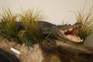 An American Alligator. Its strong jaw and hunting prowess is valuable as a predator.  (Rebecca Klemetson)