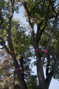 A tree is laid out for the throw line event, where climbers ascend the tree and throw balls through the marked branches. Photo by Maddi Dayton.