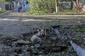 A dog rests in a hole after shelling took place in  the city of Slovyansk, Donetsk Region, eastern Ukraine Sunday, June 29, 2014. Residential areas came under shelling on Sunday morning  from government forces. (AP Photo/Dmitry Lovetsky)