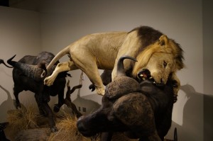 New exhibits in the Bean Museum offer an Apex Predator Gallery. (Rebecca Klemetson).