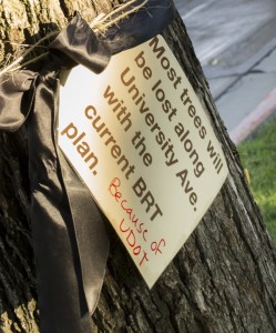 Black ribbons and tags are tied around 87 trees along University Avenue to protest their possible removal for the newly-approved bus Rapid Transit System. (Kara Johnson)