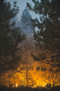 Fire burns through tall trees near Uncle Tom's Cabin in El Dorado County on Thursday, Sept. 18, 2014. The King fire has burned over 70,000 acres. The wind-whipped fire burned through 114 square miles and was 10 percent contained, according to California Department of Forestry and Fire Protection. AP Photo