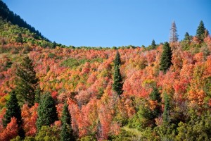 Fall leaves in the Provo Canyon show the vibrant colors students can enjoy on hikes or drives. (Elliott Miller)