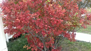 This shrub, decked out in fall colors, was one thing that welcomed me home.