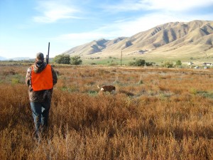 McKay Thurgood, 17, walks behind Duke in search of pheasants on the opening day of the youth pheasant hunt. This year in Utah youth will have three days to hunt for pheasants before the general season starts in November. (Frank Young)
