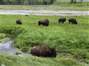 Yellowstone National Parks chief scientist says a decision is expected in mid-2015 on a proposal to capture and quarantine wild bison so disease-free park animals can be relocated to form new herds. (AP Photo/Robert Graves, File)