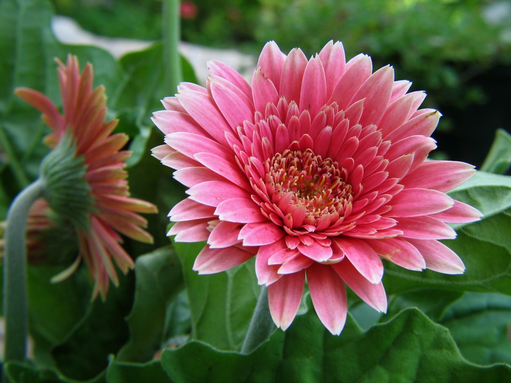Gerber Daisies bloom inside a garden. Gerber Daisies are another alternative to Roses on Valentine's Day. (Photo courtesy Aubrey via Creative Commons) 