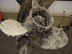 The prop of a boat motor is covered with quagga mussels. Mussels can clog the water intakes on a prop and cause the motor to overheat. This results in engine seizure and can cost thousands of dollars in repairs. (Division of Wildlife and Resources)