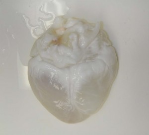 PBS chemical was used to wash the heart after decellularization. The heart can be used as a scaffold for making new organs. (Alonzo Cook)