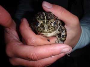 A volunteer holds a boreal toad. Volunteers catch the toad, tag it, then release back into the same spot. (Division of Wildlife Resources)
