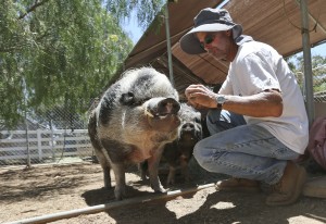 Marty Koontz, co-owner of the Grazin Pig Acres rescue ranch, feeds one of the pot-bellied pigs living on the ranch run by Koontz and his wife, Nancy Koontz, Tuesday July 14, 2015 in Ramona, Calif. The ranch is home to 98 pot bellied pigs that have been rescued by Nancy and Marty Koontz, The craze for tiny pet pigs started decades ago and gets reignited every few years. Once they grow too big to handle, people give them up. (AP Photo/Lenny Ignelzi)