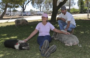 A belly rub gets started in the front yard of the Grazin' Pig Acres rescue ranch by its owners, Nancy and Marty Koontz, and several of the 98 pigs living on the ranch Tuesday July 14, 2015 in Ramona, Calif. The craze for tiny pet pigs started decades ago and gets reignited every few years. Once they grow too big to handle, people give them up. (AP Photo/Lenny Ignelzi)