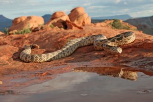 A rattlesnake slithers along a Utah hiking trail. If you see a rattlesnake, give it plenty of space, and don't harass it. (Division of Wildlife Resources)