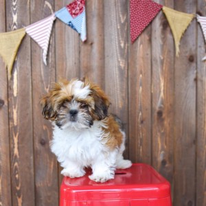 A Shih Tzu  puppy advertised for $850 dollars at Puppy Barn in American Fork, Utah. (Puppy Barn/Facebook)