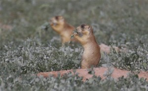 This Aug. 6, 2015, photo, shows prairie dogs, in southern Utah. Utah health officials said Thursday, Aug. 27, 2015, that a resident who died from the plague in August mostly likely contracted it from a prairie dog infected with the disease. State wildlife officials say the only confirmed outbreak of plague in prairie dogs this year was in an eastern Utah colony. (AP Photo/Rick Bowmer)