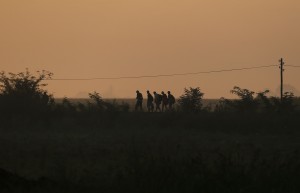 A group of migrants at dawn heading to cross a border line between Serbia and Hungary, near the village of Horgos, Serbia, Saturday, Aug. 29, 2015. (AP Photo/Darko Vojinovic)