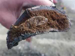 In this 2014 photo released by the University of Alaska Museum of the North, a sample of frozen bone is seen after researchers excavated it from the Liscomb Bed in the Prince Creek Formation near Nuiqsut, Alaska. (Associated Press)