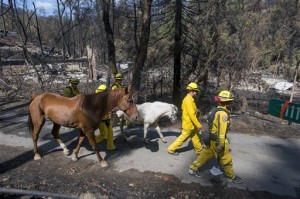 Nehemiah White, right, and Selena Craine of Lake County Animal Care and Control lead a pony and quarter horse found roaming Thursday Sept. 17, 2015 in Anderson Springs, Calif. They were assisted by Cal Fire crew from Riverside. (Associated Press)