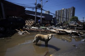 A dog stands in a flooded street among debris left behind by an earthquake-triggered tsunami in the coastal town of Coquimbo, Chile, Thursday, Sept. 17, 2015. Several coastal towns were flooded from small tsunami waves set off by late Wednesday's quake, which shook the Earth so strongly that rumbles were felt across South America. (AP Photo/Luis Hidalgo)