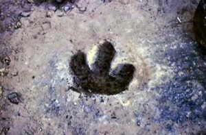 A dinosaur footprint discovered in the Buckhorn Wash in Emery County, Utah. (EmeryCounty.com)