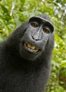 This 2011 photo provided by People for the Ethical Treatment of Animals (PETA) shows a selfie taken by a macaque monkey on the Indonesian island of Sulawesi with a camera that was positioned by British nature photographer David Slater.  (Associated Press)