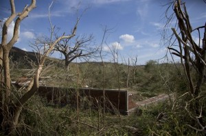 Trees stripped of their leaves surround a fallen wall after the passage of Hurricane Patricia, outside the town of Emiliano Zapata, Mexico, Saturday, Oct. 24, 2015. (AP Photo/Rebecca Blackwell)