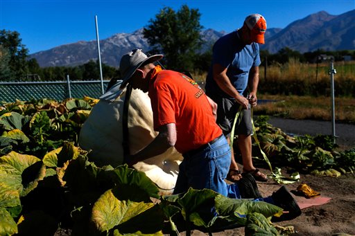 In this photo taken on Friday, Sept. 25, 2015, Ed Dennis prepares to remove his giant pumpkin from his garden with the help of Ty Ricks, right, at Dennis' home in Highland, Utah. (Spenser Heaps/Daily Herald via AP) MANDATORY CREDIT