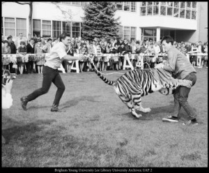Students wrestled tigers during the 1968 Homecoming week. That year's activities also included ostrich races. (L. Tom Perry Special Collections)