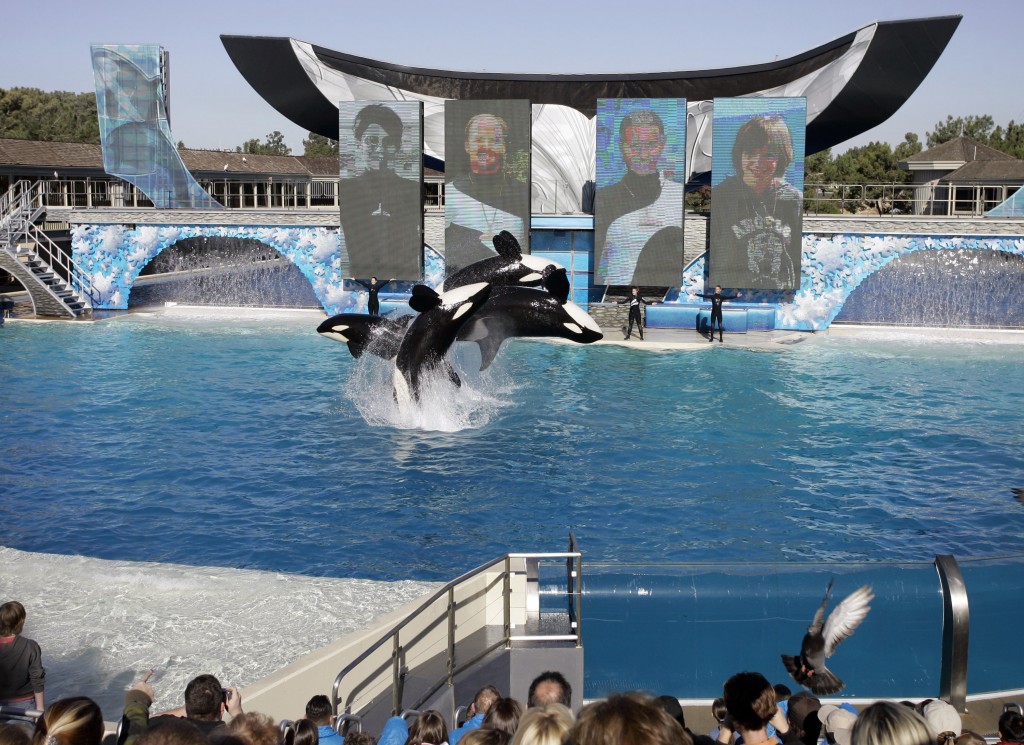 FILE - In this Nov. 30, 2006, file photo, four killer whales, including Kasatka and her calf, Kalia, leap out of the water while performing during SeaWorld's Shamu show in San Diego. A SeaWorld executive says orca shows at the company's San Diego park will end by 2017. CEO Joel Manby cited customer feedback as the reason for the move in an announcement Monday, Nov. 9, 2015, to investors. Manby said the park would offer a different kind of orca experience and focus on the animal's natural setting and behaviors. (AP Photo/Chris Park, File)