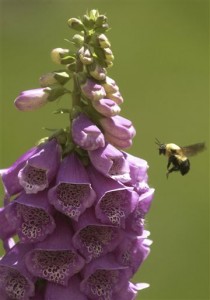 A bumblebee buzzes around blossoms of Digitalis (or Foxglove) flower near the Joseph Smith Building in downtown Salt Lake City, June 4, 2003. With this week's temperatures getting back to normal, the gardens around Temple Square are in full glory. (Al Hartmann/The Salt Lake Tribune via AP) LOCAL STATIONS OUT; MAGS OUT; DESERET NEWS OUT; MANDATORY CREDIT DESERET NEWS OUT