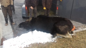 The moose lays down, tranquilized and ready to transport back to the wild. According to Provo Police, many people inside the business were quite concerned with it traveling around the businesses. (Provo Police Facebook page)