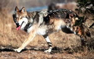 FILE - In this undated file photo provided by the U.S. Fish and Wildlife Service, a Mexican gray wolf leaves cover at the Sevilleta National Wildlife Refuge, Socorro County, N.M. Suspicion over federal plans to restore Mexican gray wolves has spread to Colorado and Utah, where ranchers and elected officials are fiercely resisting any attempt to import the predators. (Jim Clark/U.S. Fish and Wildlife Service via AP, File)