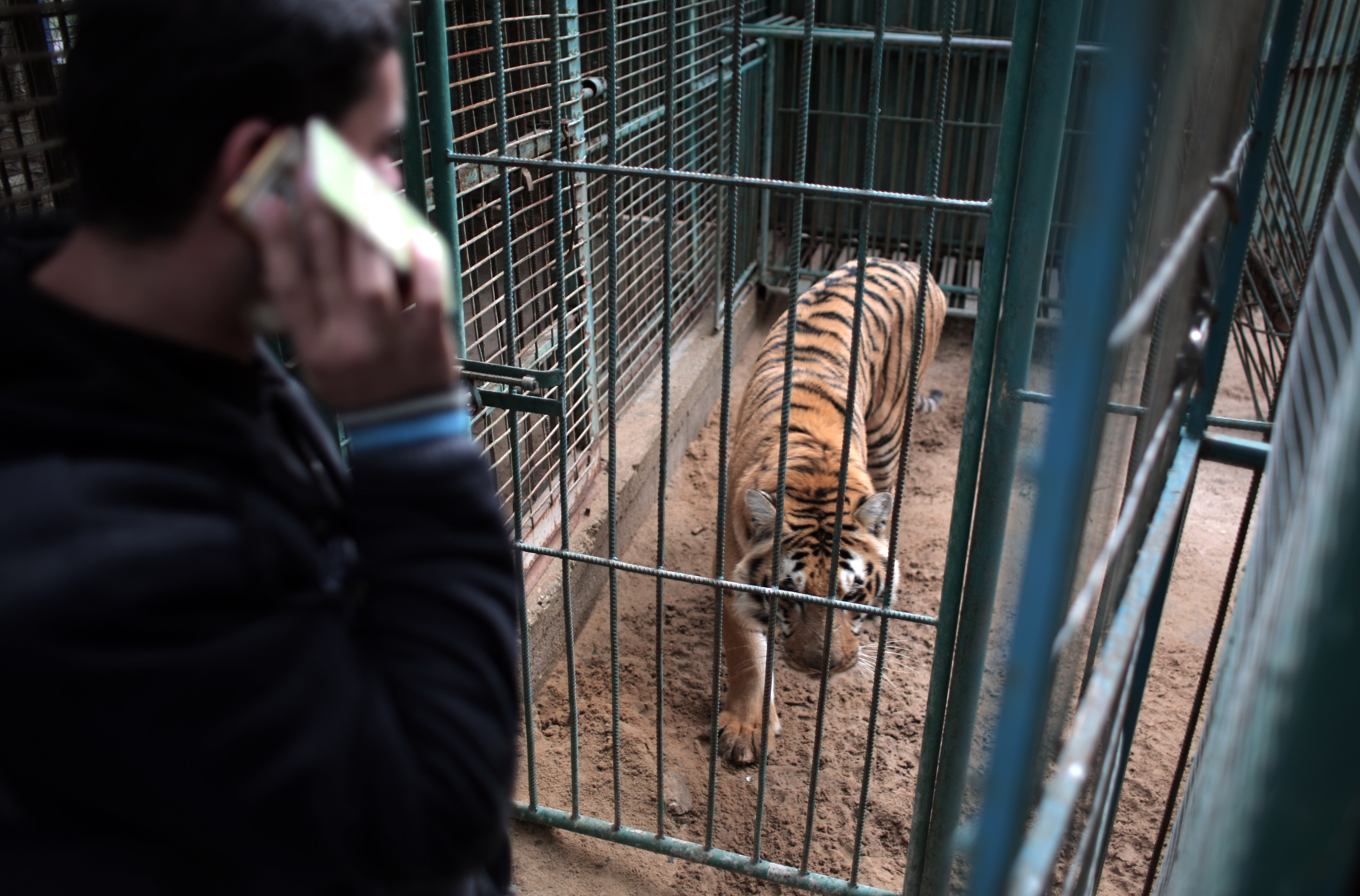 Animals at Gaza's zoos die of hunger, diseases - The Daily Universe