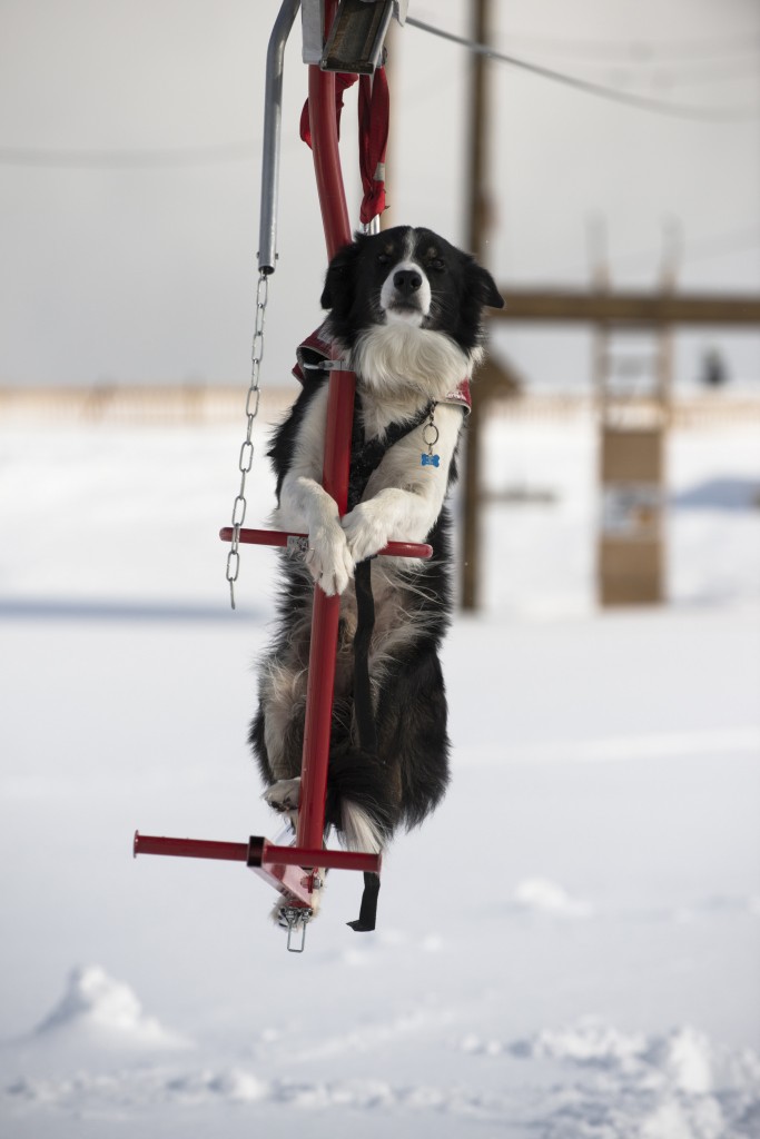 In this 2015 photo provided by Squaw Valley Alpine Meadows, border collie Wylee is taking a ski lift to get up a mountain in Olympic Valley, Calif. As a ski dog, he oftentimes rides on handler Chris Noble's shoulders or his backpack so he won't be tired when they get where they need to search for possible avalanche victims. Depending on terrain and snow depth, Wylee can keep working for up to two hours if needed, and hop a ride on a snowmobile back down the mountain. (Matt Palmer/Squaw Valley Alpine Meadows via AP)