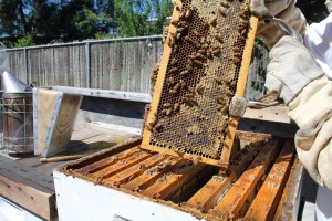 Some small beekeepers don't like a bill that would place protective zones around bee colonies. (Jennifer Randle)