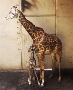 A newborn baby giraffe stands with its mother, Audrey, in Santa Barbara, Calif. The unnamed Masai giraffe was born Saturday, March 26. (Santa Barbara Zoo via Associated Press)