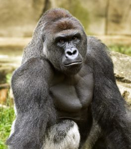 CORRECTS AGE FOR CHILD FROM 4 TO 3- A June 20, 2015 photo provided by the Cincinnati Zoo and Botanical Garden shows Harambe, a western lowland gorilla, who was fatally shot Saturday, May 28, 2016, to protect a 3-year-old boy who had entered its exhibit. (Jeff McCurry/Cincinnati Zoo and Botanical Garden via The Cincinatti Enquirer via AP)